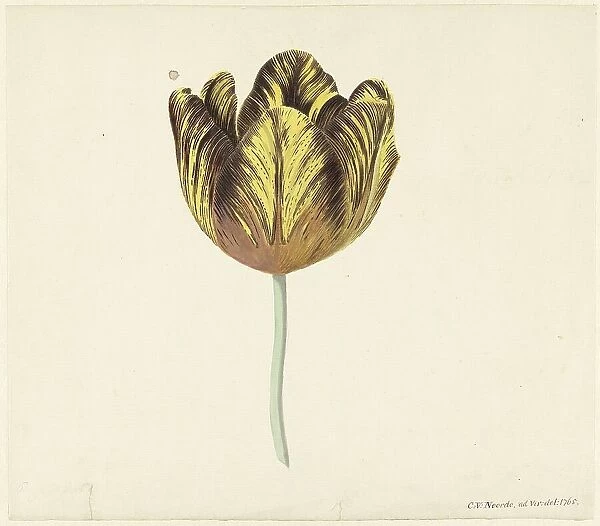 Tulip called Bizard Sub. a, 1765. Creator: Cornelis van Noorde