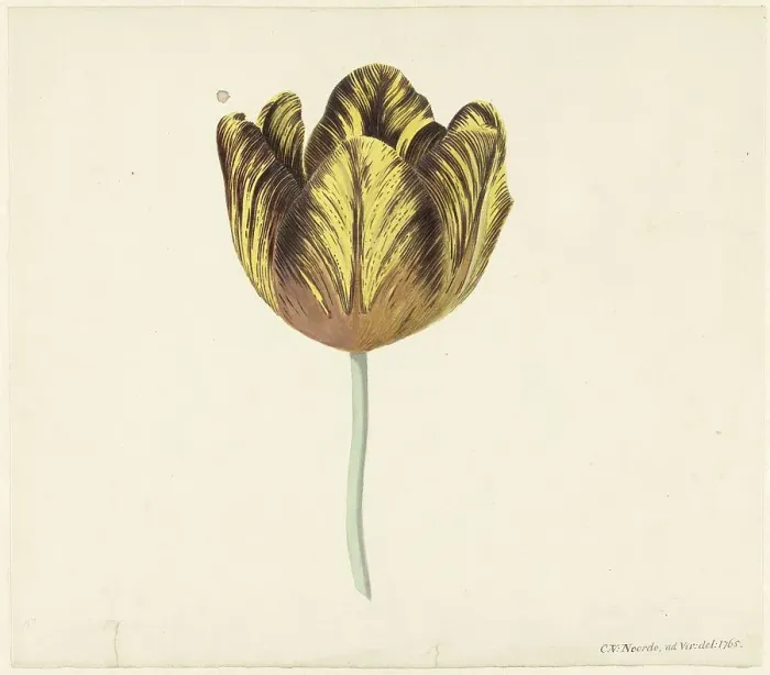 Framed Print : Tulip called Bizard Sub. a, 1765. Creator: Cornelis van Noorde Framed Print : Tulip called Bizard Sub. a, 1765. Creator: Cornelis van Noorde