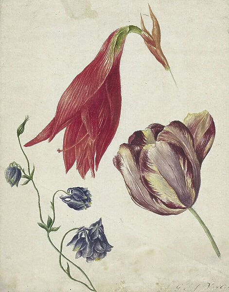 Tulip, columbine and amaryllis, 1792-1861. Creator: Georgius Jacobus Johannes van Os