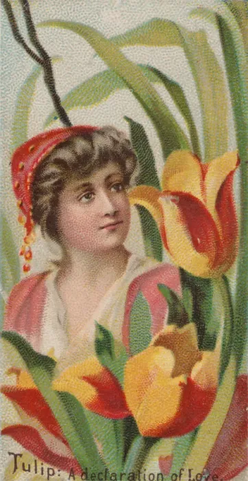 Framed Print : Tulip: A Declaration of Love, from the series Floral Beauties and Language of Flowers Framed Print : Tulip: A Declaration of Love, from the series Floral Beauties and Language of Flowers