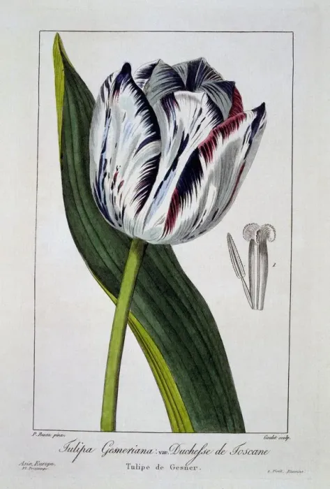 Framed Print : Tulip: Duchess of Tuscany, pub. 1836. Creator: Panacre Bessa (1772-1846) Framed Print : Tulip: Duchess of Tuscany, pub. 1836. Creator: Panacre Bessa (1772-1846)