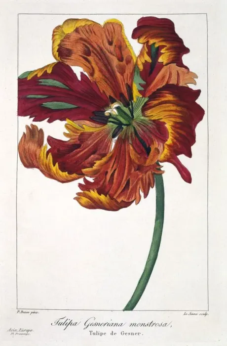 Framed Print : Tulip Firebird, pub. 1836. Creator: Panacre Bessa (1772-1846) Framed Print : Tulip Firebird, pub. 1836. Creator: Panacre Bessa (1772-1846)