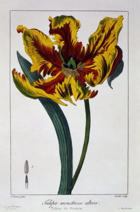 Framed Print : Tulip Flaming Parrot, pub. 1836. Creator: Panacre Bessa (1772-1846) Framed Print : Tulip Flaming Parrot, pub. 1836. Creator: Panacre Bessa (1772-1846)