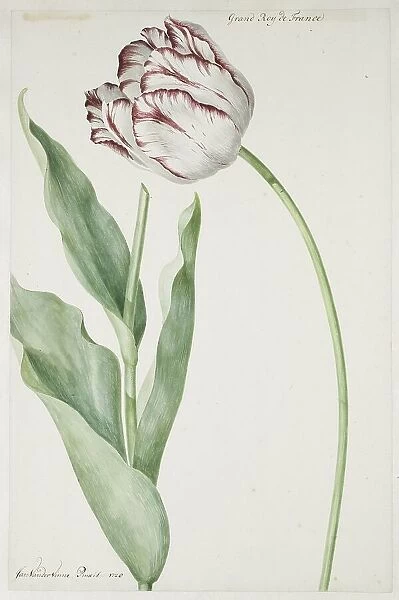Tulip Grand Roy de France, 1728. Creator: Jan Laurensz. van der Vinne