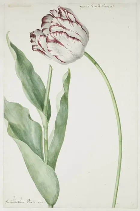 Framed Print : Tulip Grand Roy de France, 1728. Creator: Jan Laurensz. van der Vinne Framed Print : Tulip Grand Roy de France, 1728. Creator: Jan Laurensz. van der Vinne