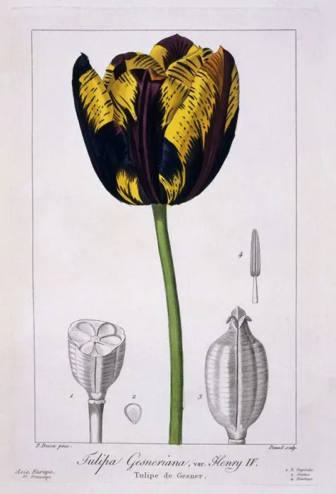 Framed Print : Tulip: King Henry IV. pub. 1836. Creator: Panacre Bessa (1772-1846) Framed Print : Tulip: King Henry IV. pub. 1836. Creator: Panacre Bessa (1772-1846)