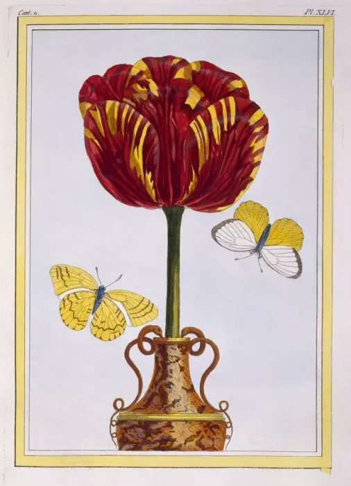 Framed Print : Tulip Le Drap d Or, pub. 1776. Creator: Pierre Joseph Buchoz (1731-1807) Framed Print : Tulip Le Drap d Or, pub. 1776. Creator: Pierre Joseph Buchoz (1731-1807)