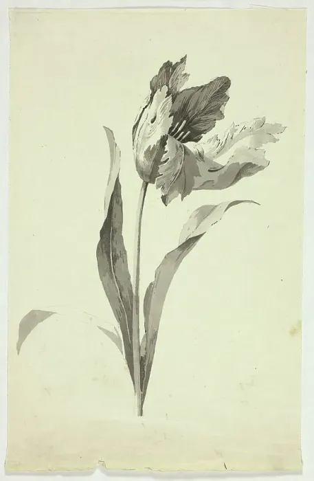 Framed Print : Tulip, n.d. Creator: Pierre Antoine Mongin Framed Print : Tulip, n.d. Creator: Pierre Antoine Mongin