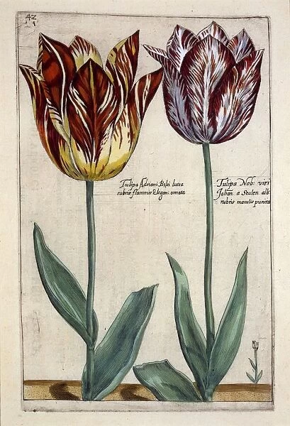 Tulipa Adriani Bilsi and Tulipa Nob viri Johan a Seulen, c. 1614