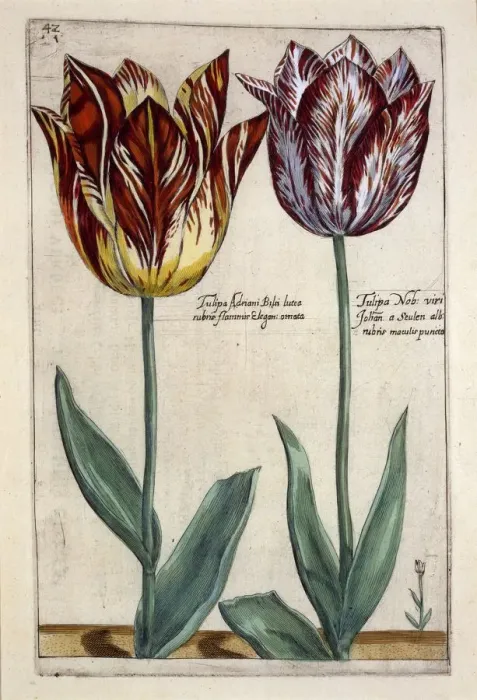 Framed Print : Tulipa Adriani Bilsi and Tulipa Nob viri Johan a Seulen, c. 1614 Framed Print : Tulipa Adriani Bilsi and Tulipa Nob viri Johan a Seulen, c. 1614
