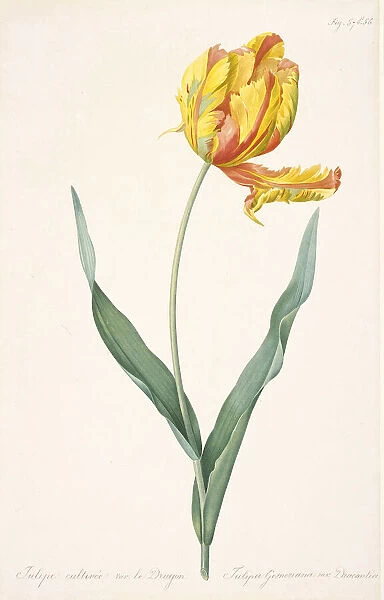 Tulipa Gesneriana var. Dracontia (Parrot Tulip), 1816. Creator: Redouté