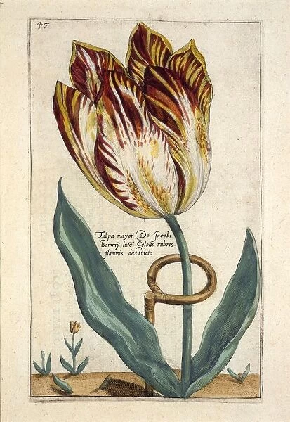Tulipa Mayor Do Jacobi Bommy, 1614