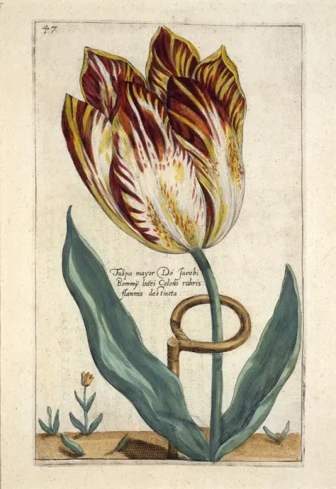 Framed Print : Tulipa Mayor Do Jacobi Bommy, 1614 Framed Print : Tulipa Mayor Do Jacobi Bommy, 1614