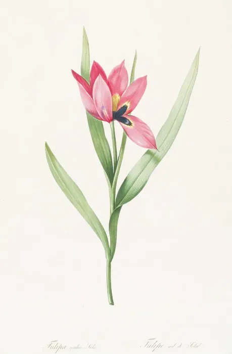 Framed Print : Tulipe Oeil de Soleil, 1802-1816. Creator: De Gouy Framed Print : Tulipe Oeil de Soleil, 1802-1816. Creator: De Gouy