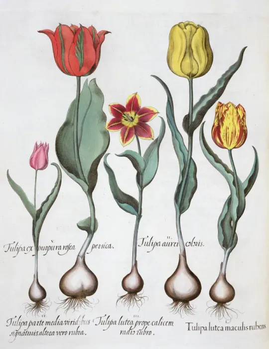 Framed Print : Tulips, 1613 Framed Print : Tulips, 1613