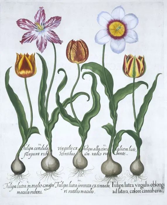 Framed Print : Five tulips, 1613 Framed Print : Five tulips, 1613