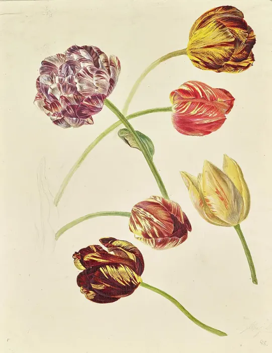 Framed Print : Tulips, around 1840 / 1850. Creator: Leopold von Stoll Framed Print : Tulips, around 1840 / 1850. Creator: Leopold von Stoll
