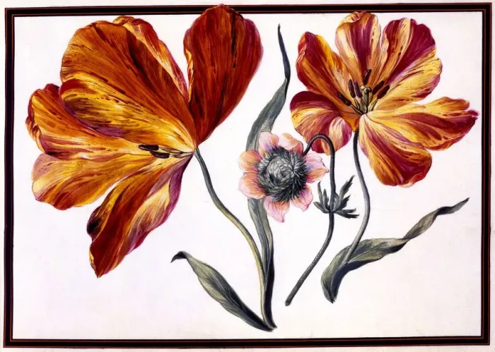 Framed Print : Tulips and Anenome, c. 1690 Framed Print : Tulips and Anenome, c. 1690