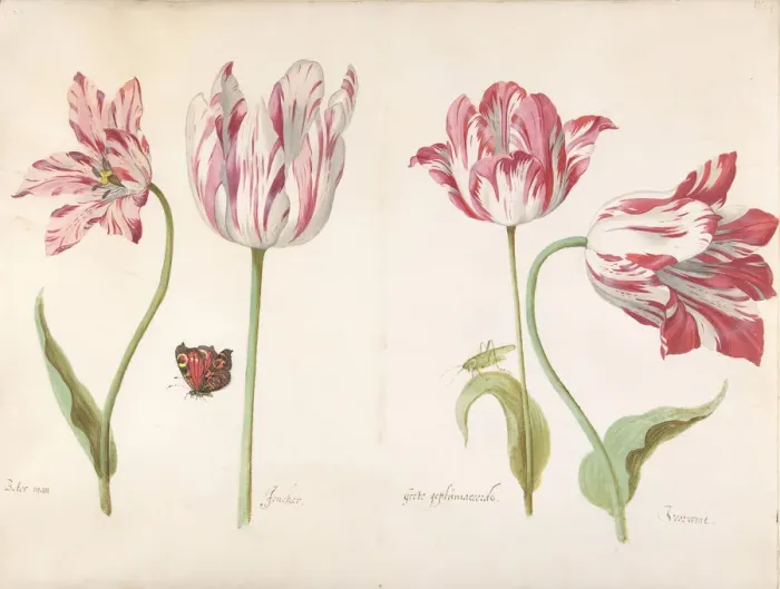 Framed Print : Four Tulips: Boter man (Butter Man), Joncker (Nobleman), Grote geplumaceerde... ca Framed Print : Four Tulips: Boter man (Butter Man), Joncker (Nobleman), Grote geplumaceerde... ca