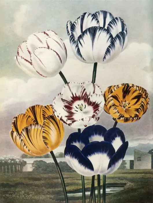 Framed Print : Tulips, c1802-1821, (1948). Creator: Thomas Baxter Framed Print : Tulips, c1802-1821, (1948). Creator: Thomas Baxter