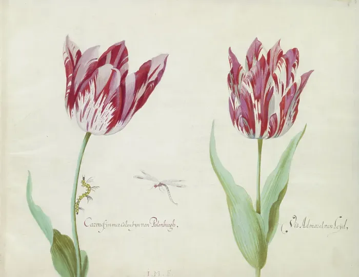 Framed Print : Two tulips with caterpillar and damselfly, 1637. Creator: Jacob Marrel Framed Print : Two tulips with caterpillar and damselfly, 1637. Creator: Jacob Marrel