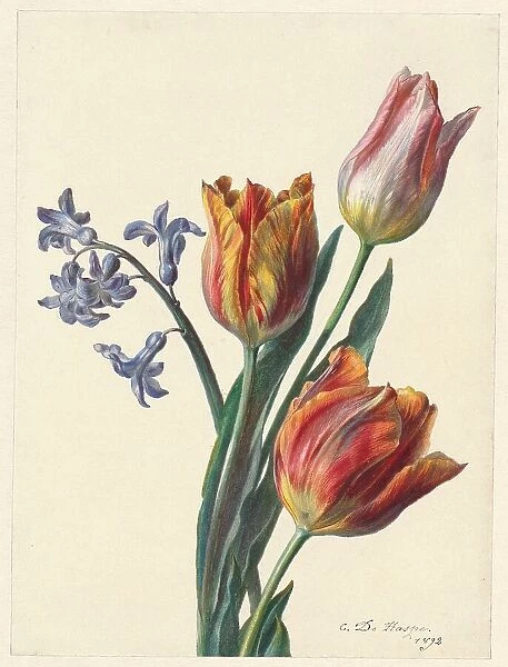Three tulips and a sprig of hyacinth, 1892. Creator: C. de Haspe