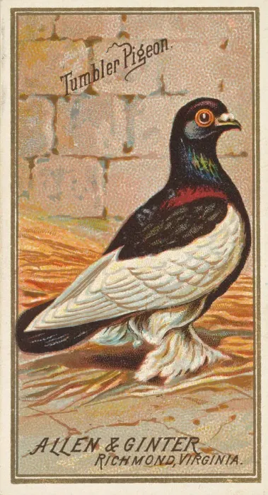 Framed Print : Tumbler Pigeon, from the Birds of America series (N4) for Allen & Framed Print : Tumbler Pigeon, from the Birds of America series (N4) for Allen &