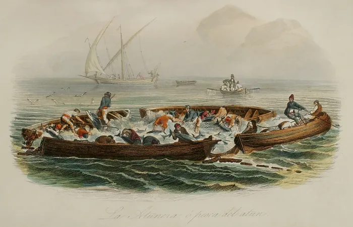 Framed Print : Tuna fishing, 1856. Creator: Edouard Travies Framed Print : Tuna fishing, 1856. Creator: Edouard Travies