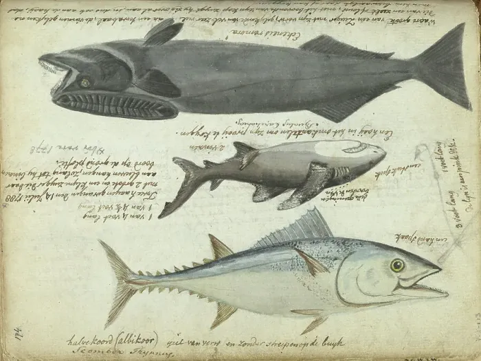 Framed Print : Tuna (Thunnus thynnus), shark (Carcharodon carcharias) and remora (Echeneidae), 1788. Creator: Jan Brandes Framed Print : Tuna (Thunnus thynnus), shark (Carcharodon carcharias) and remora (Echeneidae), 1788. Creator: Jan Brandes