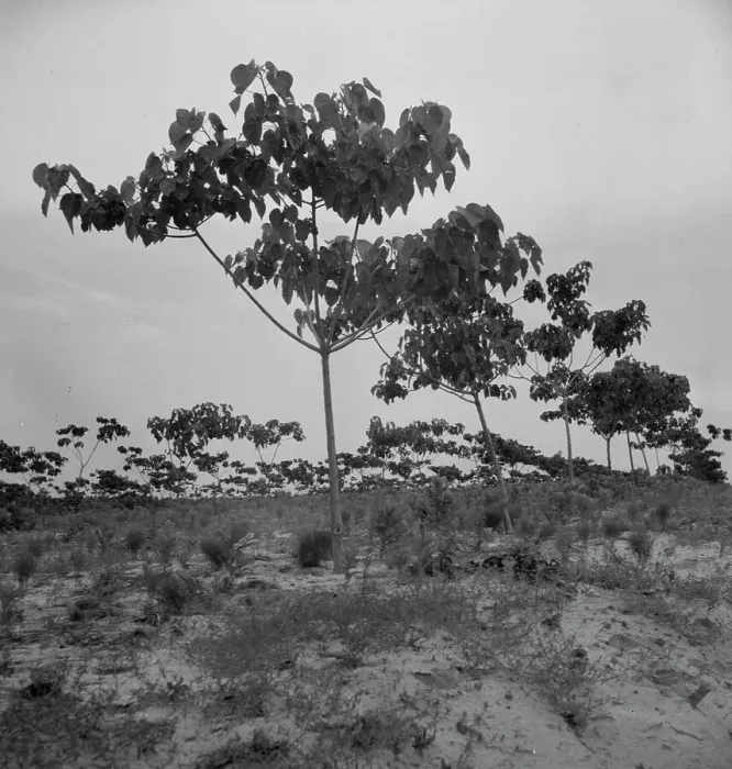 Framed Print : Tung oil grove near Mossy Head, Florida, 1937. Creator: Dorothea Lange Framed Print : Tung oil grove near Mossy Head, Florida, 1937. Creator: Dorothea Lange
