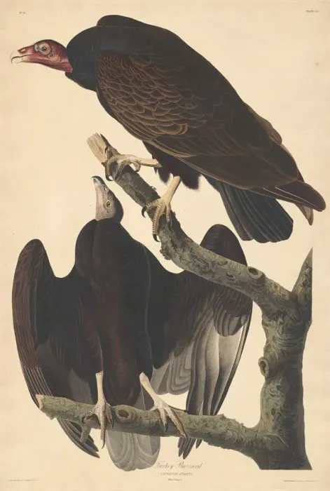 Framed Print : Turkey Buzzard, 1832. Creator: Robert Havell Framed Print : Turkey Buzzard, 1832. Creator: Robert Havell