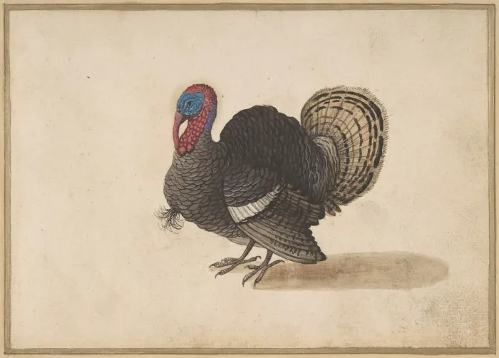 Framed Print : A Turkey. Creator: Anon Framed Print : A Turkey. Creator: Anon