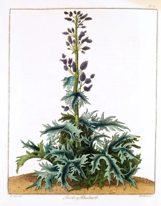 Framed Print : Turkey Rhubarb, 1798 Framed Print : Turkey Rhubarb, 1798
