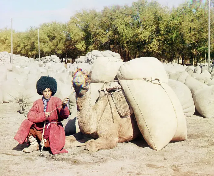 Framed Print : Turkmen man posing with camel loaded with sacks, probably of grain or cotton... between 1905-1915. Creator: Sergey Mikhaylovich Prokudin-Gorsky Framed Print : Turkmen man posing with camel loaded with sacks, probably of grain or cotton... between 1905-1915. Creator: Sergey Mikhaylovich Prokudin-Gorsky