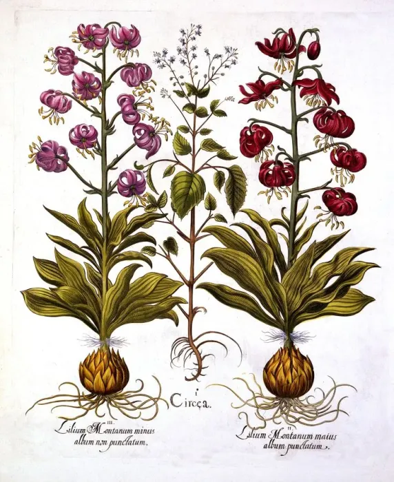 Framed Print : Turks Cap Lily and Enchanters Nightshade, from Hortus Eystettensis, by Basil Besler Framed Print : Turks Cap Lily and Enchanters Nightshade, from Hortus Eystettensis, by Basil Besler