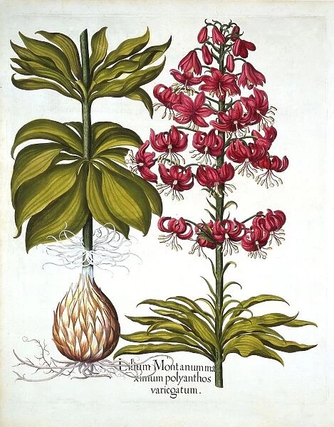 Turks Cap Lily, from Hortus Eystettensis, by Basil Besler (1561-1629), pub