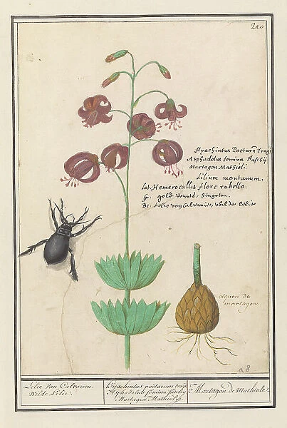 Turks cap lily (Lilium martagon), 1596-1610. Creators: Anselmus de Boodt, Elias Verhulst
