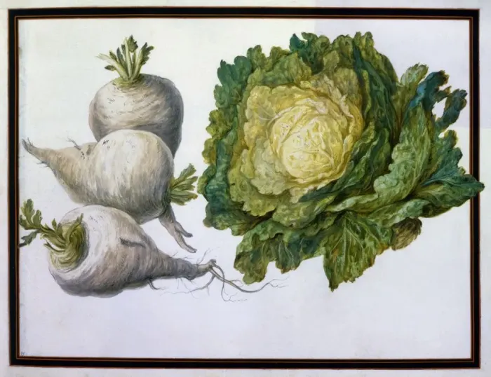 Framed Print : Turnip, Cabbage Framed Print : Turnip, Cabbage