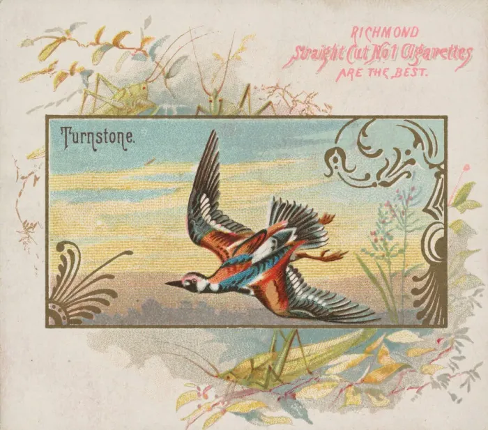 Framed Print : Turnstone, from the Game Birds series (N40) for Allen & Ginter Cigarettes, 1888-90 Framed Print : Turnstone, from the Game Birds series (N40) for Allen & Ginter Cigarettes, 1888-90