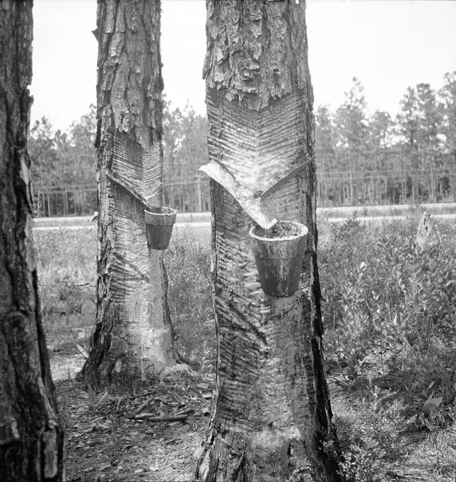 Framed Print : Turpentine trees, Northern Florida, 1936. Creator: Dorothea Lange Framed Print : Turpentine trees, Northern Florida, 1936. Creator: Dorothea Lange