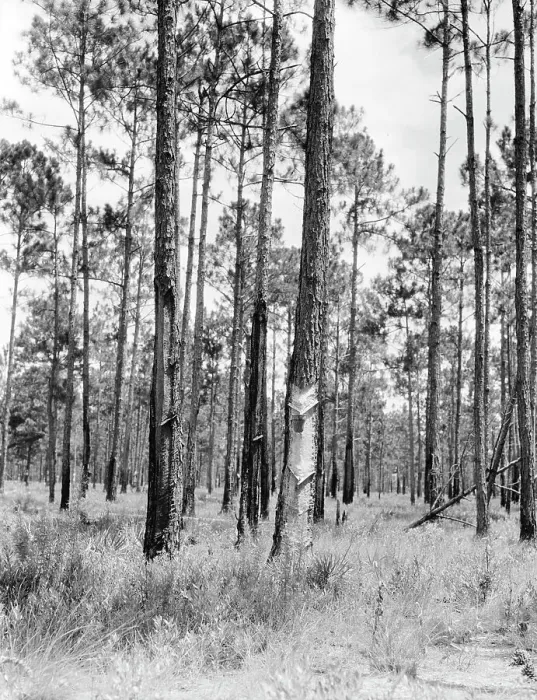 Framed Print : Turpentine trees in northern Florida, 1936. Creator: Dorothea Lange Framed Print : Turpentine trees in northern Florida, 1936. Creator: Dorothea Lange