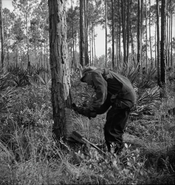 Framed Print : Turpentine worker, Georgia, 1937. Creator: Dorothea Lange Framed Print : Turpentine worker, Georgia, 1937. Creator: Dorothea Lange