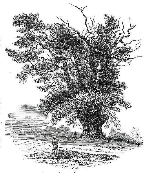 Turpin's Oak at Finchley, 1850. Creator: Unknown