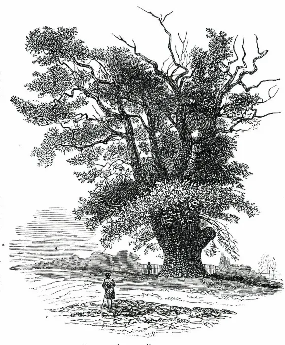 Framed Print : Turpin's Oak at Finchley, 1850. Creator: Unknown Framed Print : Turpin's Oak at Finchley, 1850. Creator: Unknown