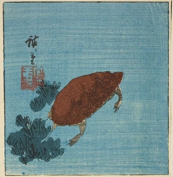 Turtle, c. 1840s. Creator: Ando Hiroshige