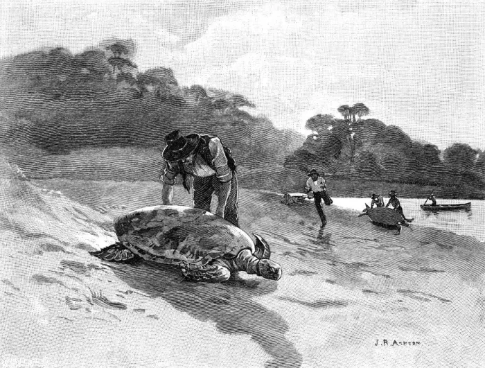 Framed Print : Turtle Catching, 1886. Artist: Julian Ashton Framed Print : Turtle Catching, 1886. Artist: Julian Ashton
