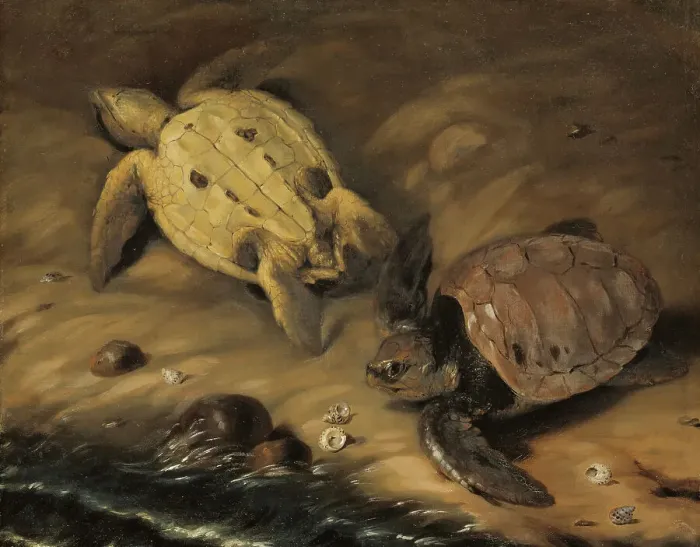 Framed Print : Two turtles, 1690. Creator: David Klocker Ehrenstrahl Framed Print : Two turtles, 1690. Creator: David Klocker Ehrenstrahl