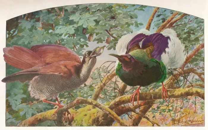 Framed Print : Twelve-wired Birds of Paradise, c1910, (1911). Artist: Louis Fairfax Muckley Framed Print : Twelve-wired Birds of Paradise, c1910, (1911). Artist: Louis Fairfax Muckley