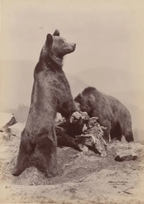 Framed Print : [Two Bears], 1889. Creator: Ottomar Anschütz
