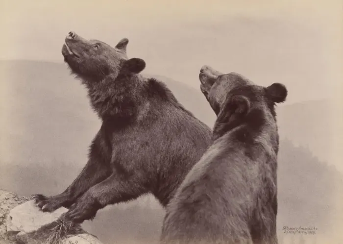 Framed Print : [Two Bears], 1889. Creator: Ottomar Anschütz